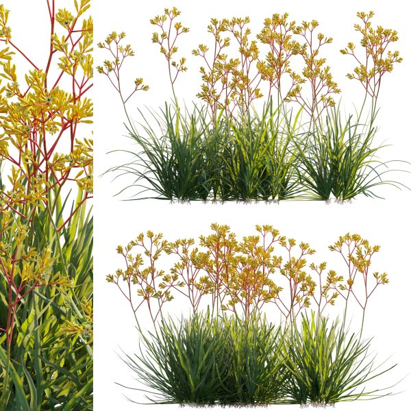 Anigozanthos flavidus - Kangaroo Paw 02 (3D Model)