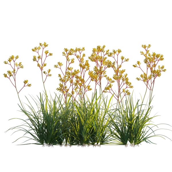 Anigozanthos flavidus - Kangaroo Paw 02 (3D Model) - Image 3