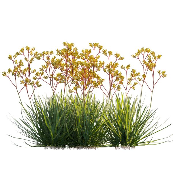 Anigozanthos flavidus - Kangaroo Paw 02 (3D Model) - Image 4