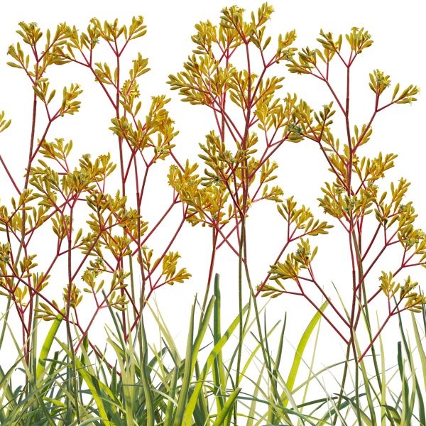 Anigozanthos flavidus - Kangaroo Paw 01 (3D Model) - Image 4