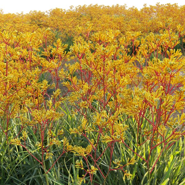 Anigozanthos flavidus - Kangaroo Paw 02 (3D Model) - Image 2