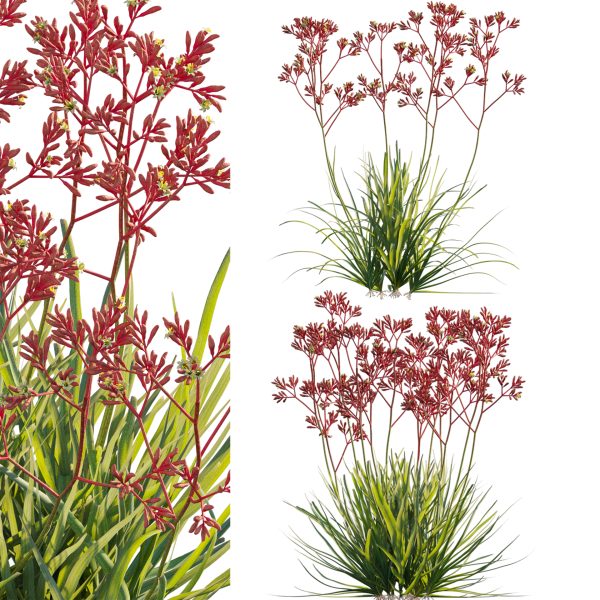 Anigozanthos flavidus - Kangaroo Paw 03 (3D Model)