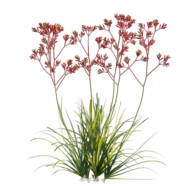 Anigozanthos flavidus - Kangaroo Paw 03 (3D Model) - Image 2