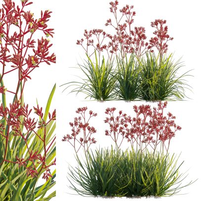 Anigozanthos flavidus - Kangaroo Paw 04 (3D Model)
