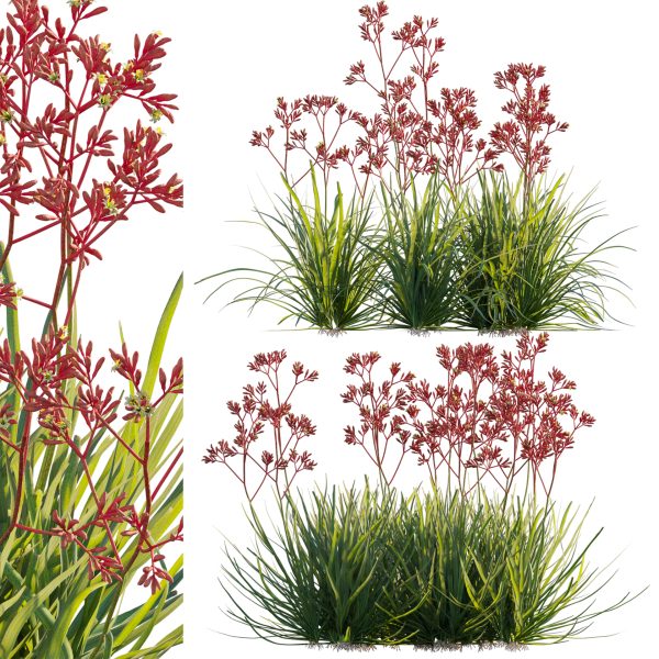 Anigozanthos flavidus - Kangaroo Paw 04 (3D Model)
