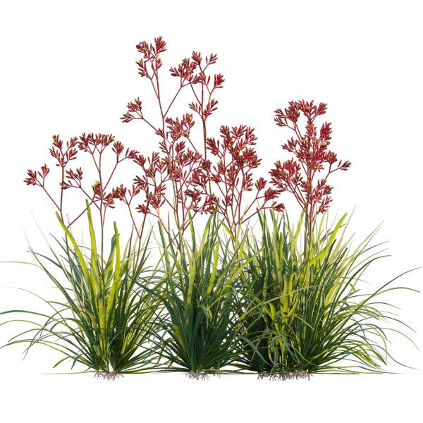 Anigozanthos flavidus - Kangaroo Paw 04 (3D Model) - Image 5