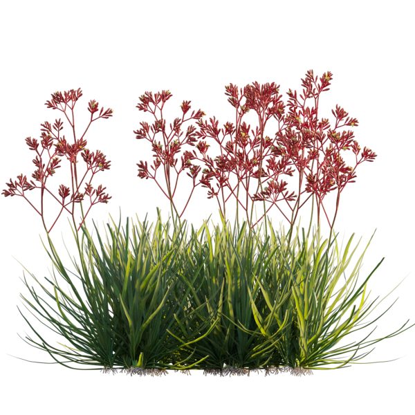 Anigozanthos flavidus - Kangaroo Paw 04 (3D Model) - Image 4