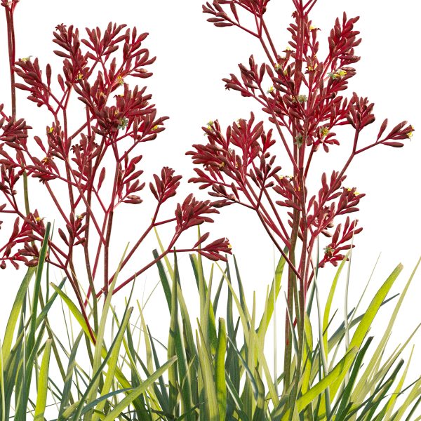 Anigozanthos flavidus - Kangaroo Paw 04 (3D Model) - Image 3