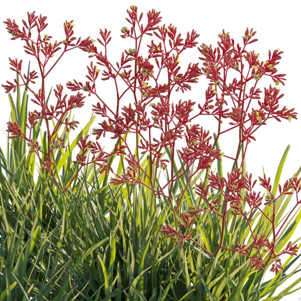 Anigozanthos flavidus - Kangaroo Paw 03 (3D Model) - Image 4
