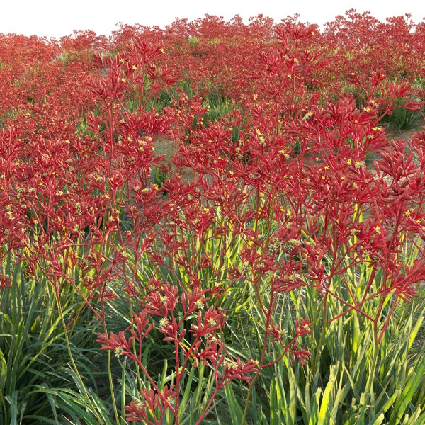Anigozanthos flavidus - Kangaroo Paw 03 (3D Model) - Image 5