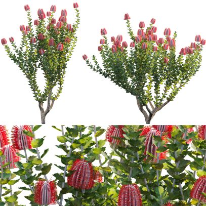 Scarlet Banksia - Banksia coccinea 01 (3D Model)