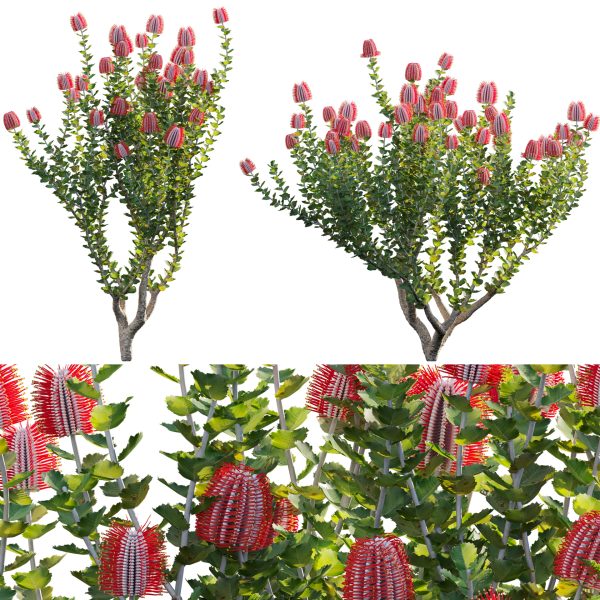 Scarlet Banksia - Banksia coccinea 01 (3D Model)