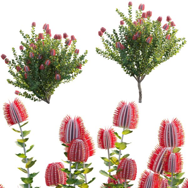 Scarlet Banksia - Banksia coccinea 02 (3D Model)