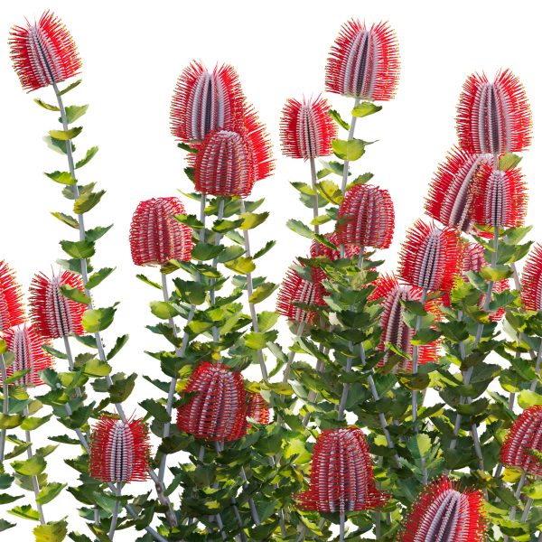 Scarlet Banksia - Banksia coccinea 02 (3D Model) - Image 5
