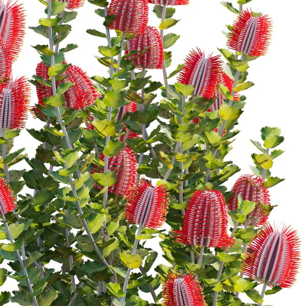 Scarlet Banksia - Banksia coccinea 02 (3D Model) - Image 4