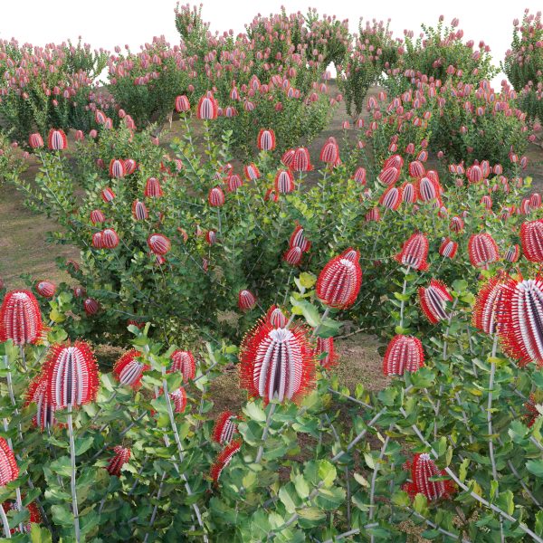 Scarlet Banksia - Banksia coccinea 02 (3D Model) - Image 3