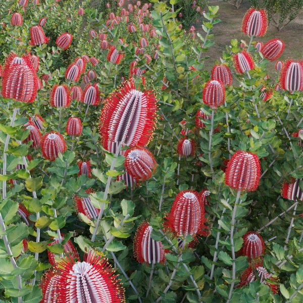 Scarlet Banksia - Banksia coccinea 02 (3D Model) - Image 2