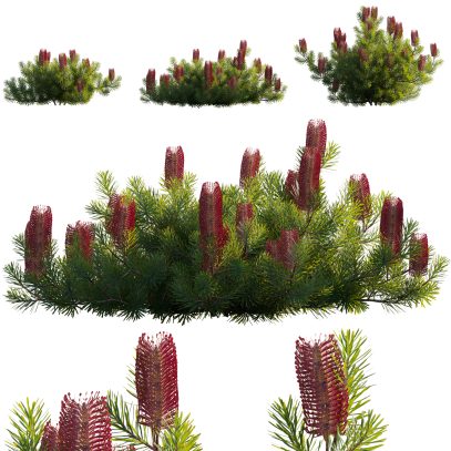 Banksia spinulosa - Hairpin Banksia 03 (3D Model)