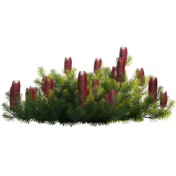 Banksia spinulosa - Hairpin Banksia 03 (3D Model) - Image 4