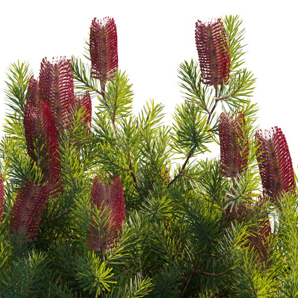 Banksia spinulosa - Hairpin Banksia 03 (3D Model) - Image 3