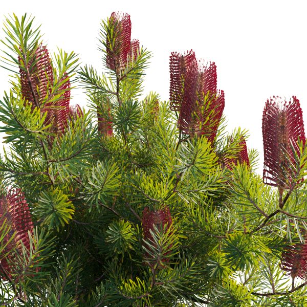 Banksia spinulosa - Hairpin Banksia 03 (3D Model) - Image 2