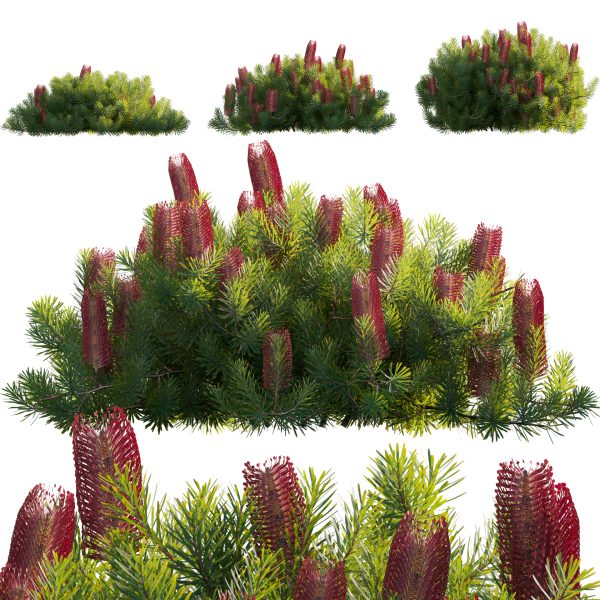 Banksia spinulosa - Hairpin Banksia 04 (3D Model)