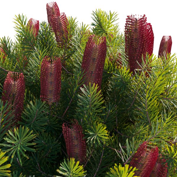 Banksia spinulosa - Hairpin Banksia 04 (3D Model) - Image 2