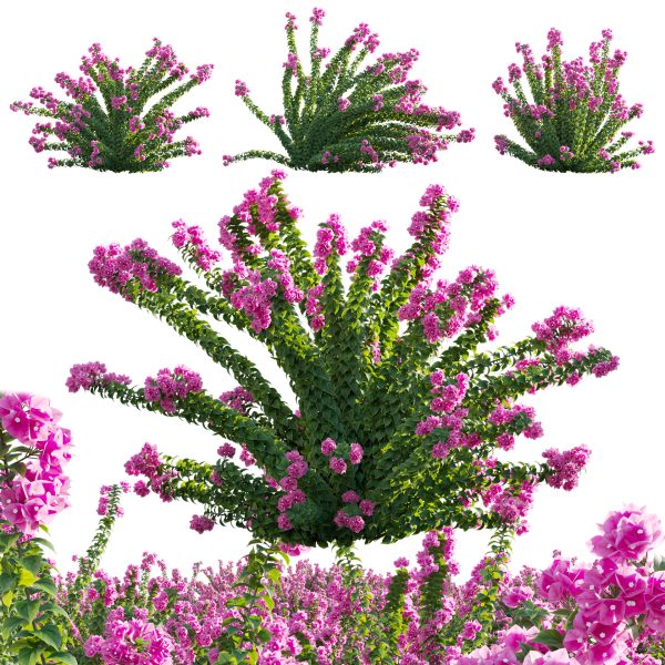 Bougainvillea - Paper Flower 01 (3D Model)