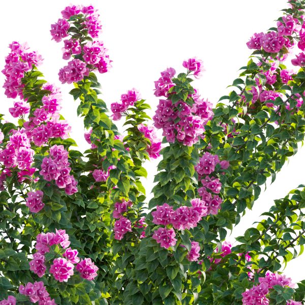 Bougainvillea - Paper Flower 01 (3D Model) - Image 2