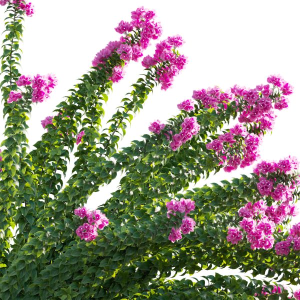 Bougainvillea - Paper Flower 01 (3D Model) - Image 3