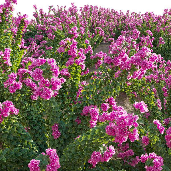 Bougainvillea - Paper Flower 01 (3D Model) - Image 4
