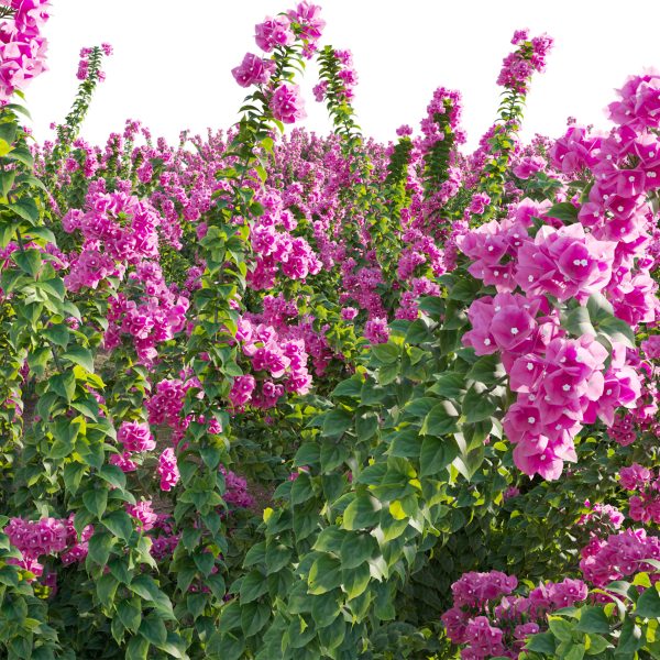 Bougainvillea - Paper Flower 01 (3D Model) - Image 5