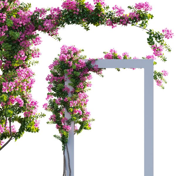 Bougainvillea - Paper Flower 03 (3D Model)