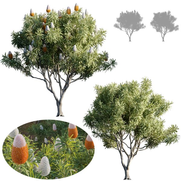 Banksia prionotes - Acorn banksia 01 (3D Model)