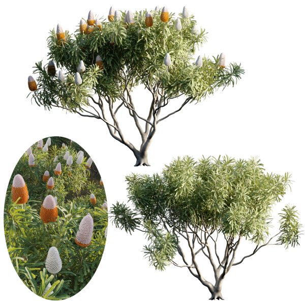 Banksia prionotes - Acorn banksia 02 (3D Model)