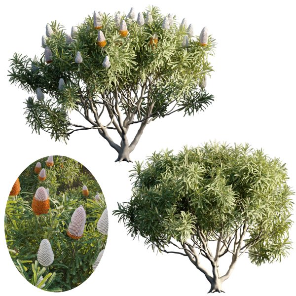 Banksia prionotes - Acorn banksia 03 (3D Model)