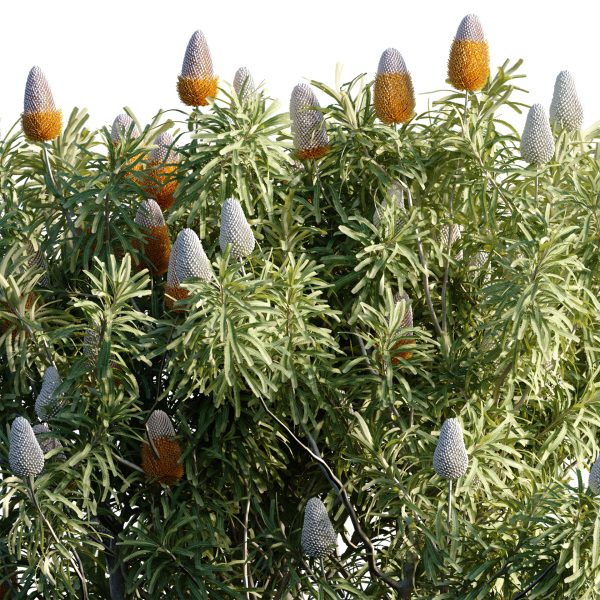 Banksia prionotes - Acorn banksia 02 (3D Model) - Image 4