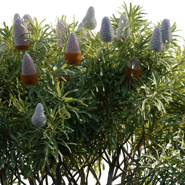 Banksia prionotes - Acorn banksia 02 (3D Model) - Image 3
