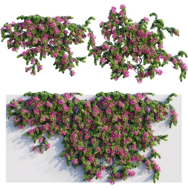 Bougainvillea – Paper Flower 04 (3D Model)