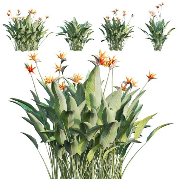 Strelitzia reginae - Bird of Paradise 03 (3D Model)