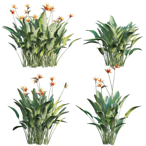Strelitzia reginae - Bird of Paradise 03 (3D Model) - Image 2