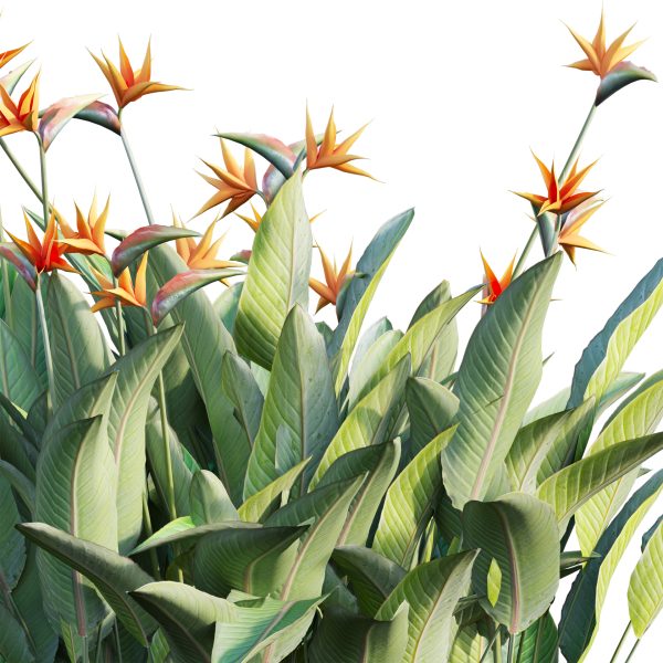 Strelitzia reginae - Bird of Paradise 03 (3D Model) - Image 3