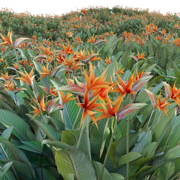 Strelitzia reginae - Bird of Paradise 03 (3D Model) - Image 4