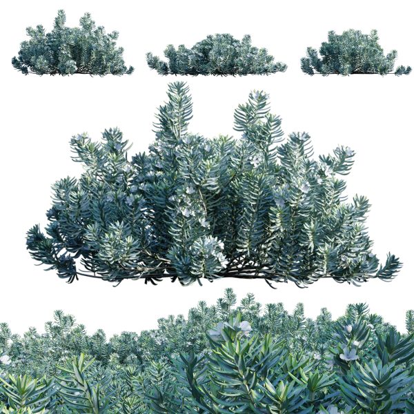 Westringia fruticosa - Coast Rosemary 01 (3D Model)