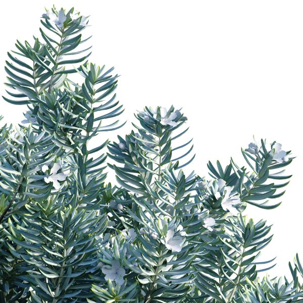 Westringia fruticosa - Coast Rosemary 01 (3D Model) - Image 2