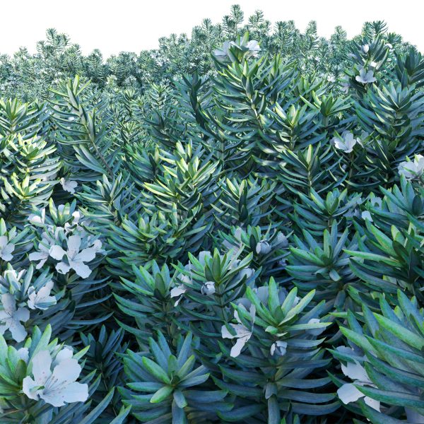 Westringia fruticosa - Coast Rosemary 01 (3D Model) - Image 3