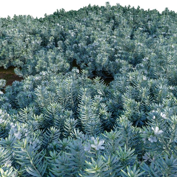 Westringia fruticosa - Coast Rosemary 01 (3D Model) - Image 4