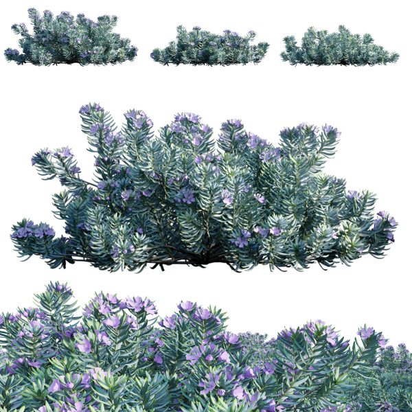 Westringia fruticosa - Coast Rosemary 02 (3D Model)