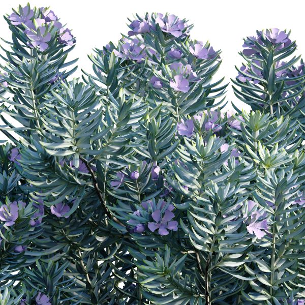 Westringia fruticosa - Coast Rosemary 02 (3D Model) - Image 2