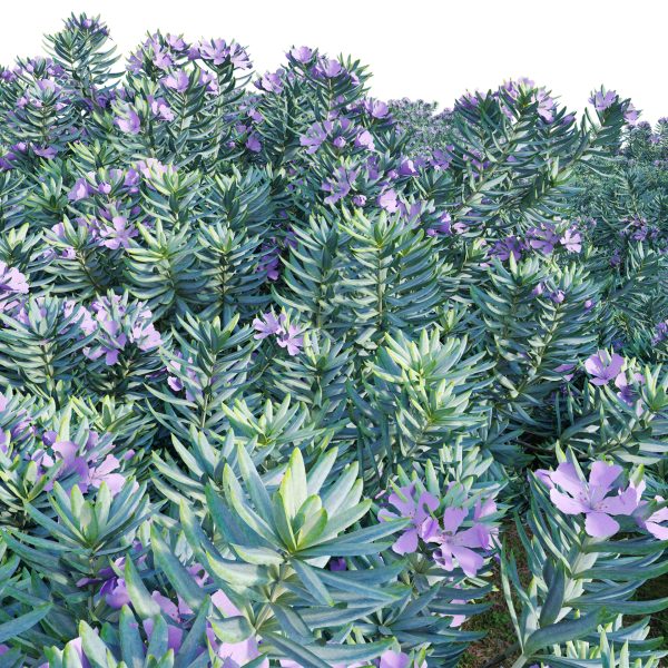 Westringia fruticosa - Coast Rosemary 02 (3D Model) - Image 3